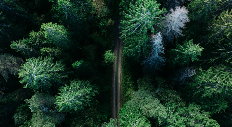 Sustainability Management Strategy